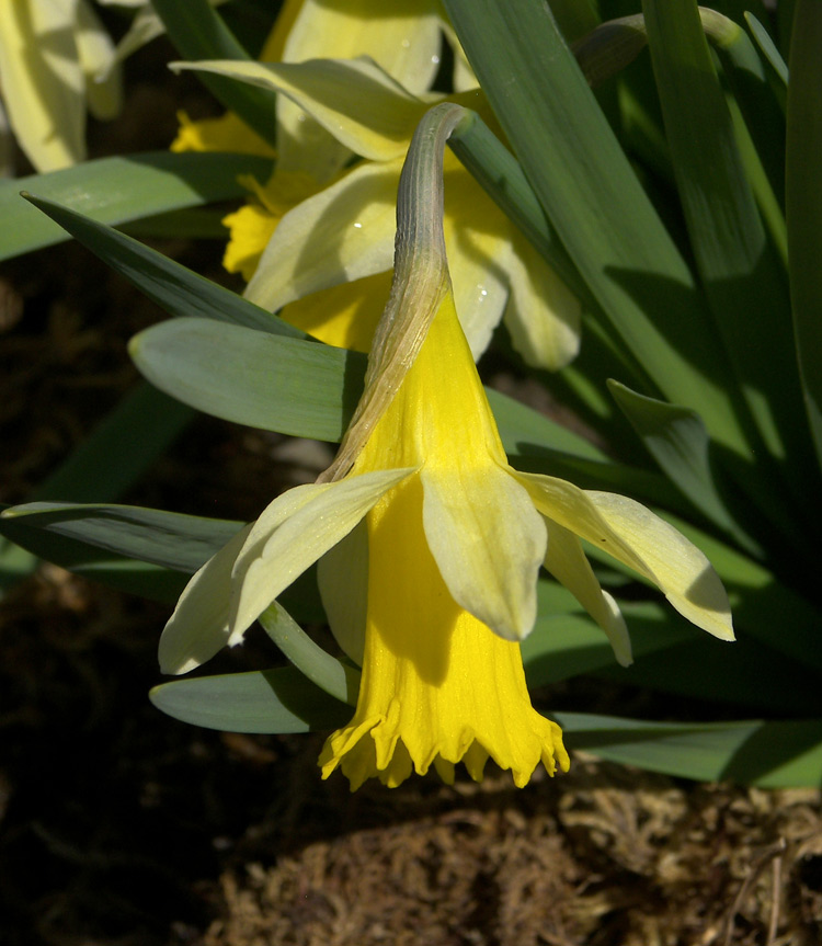 Image of Narcissus pseudonarcissus specimen.