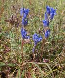 Gentiana decumbens. Цветущие растения. Якутия (Саха), южные окр. г. Якутска, степь. 16.08.2012.