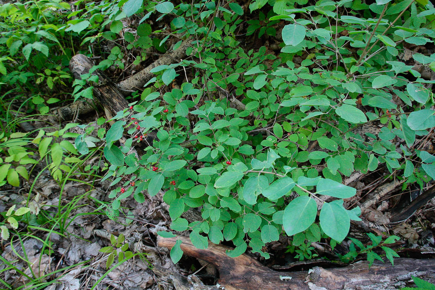 Изображение особи Lonicera xylosteum.