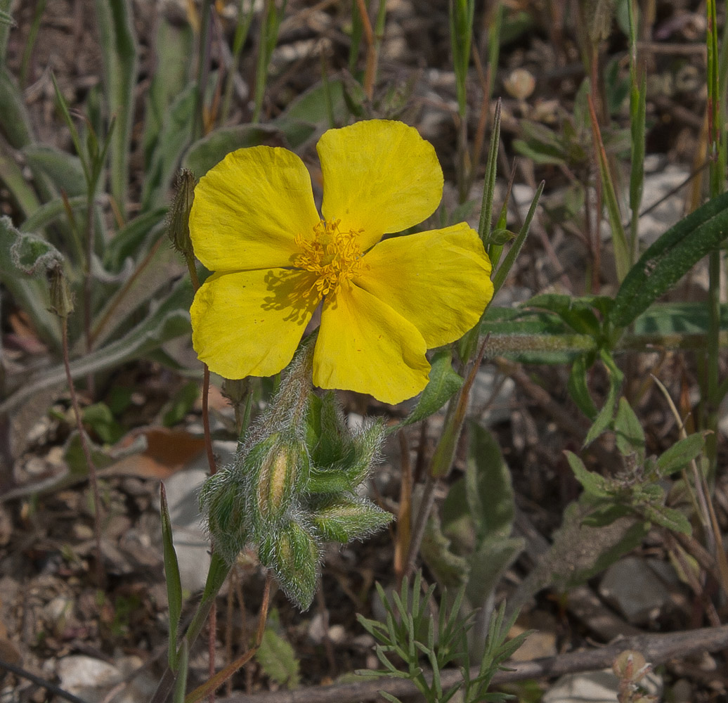 Изображение особи род Helianthemum.