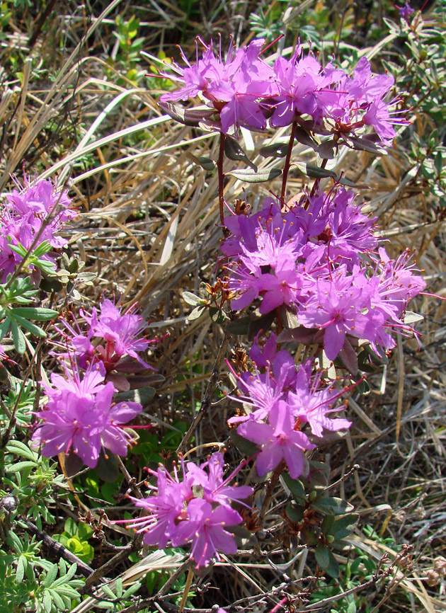 Изображение особи Rhododendron parvifolium.