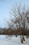 Изображение особи. Автор - Юлия Борисова