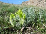 Astragalus xipholobus