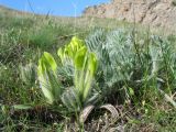 Astragalus xipholobus. Цветущее растение. Южный Казахстан, Сырдарьинский Каратау, горы Улькунбурултау. 21 марта 2016 г.