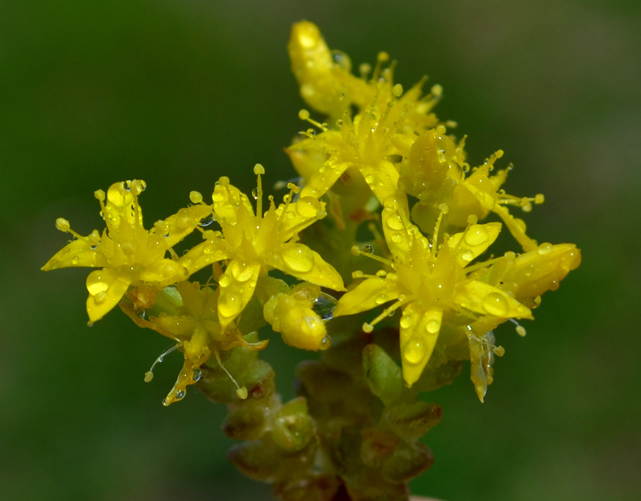 Image of Sedum acre specimen.