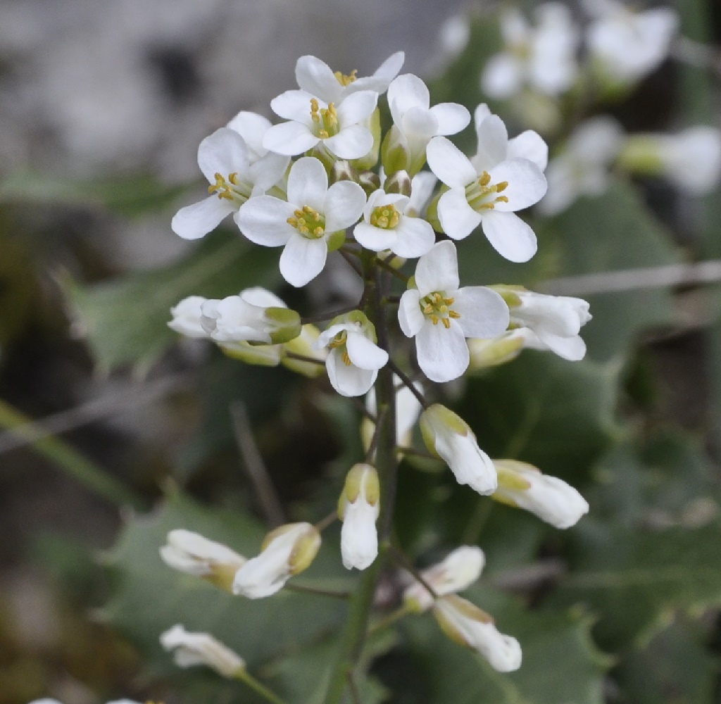 Image of Noccaea lutescens specimen.