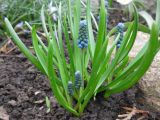 род Muscari