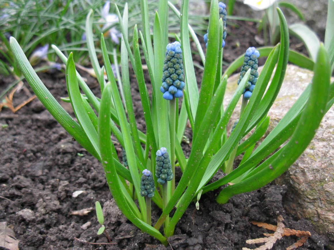 Изображение особи род Muscari.