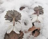 Eranthis stellata