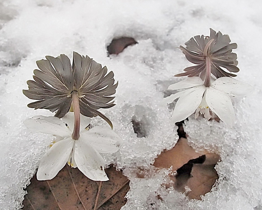 Image of Eranthis stellata specimen.