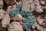 genus Artemisia