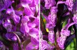 Dactylorhiza incarnata
