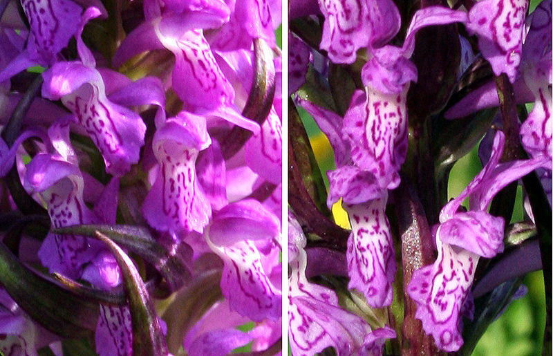 Image of Dactylorhiza incarnata specimen.