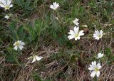 Cerastium alpinum