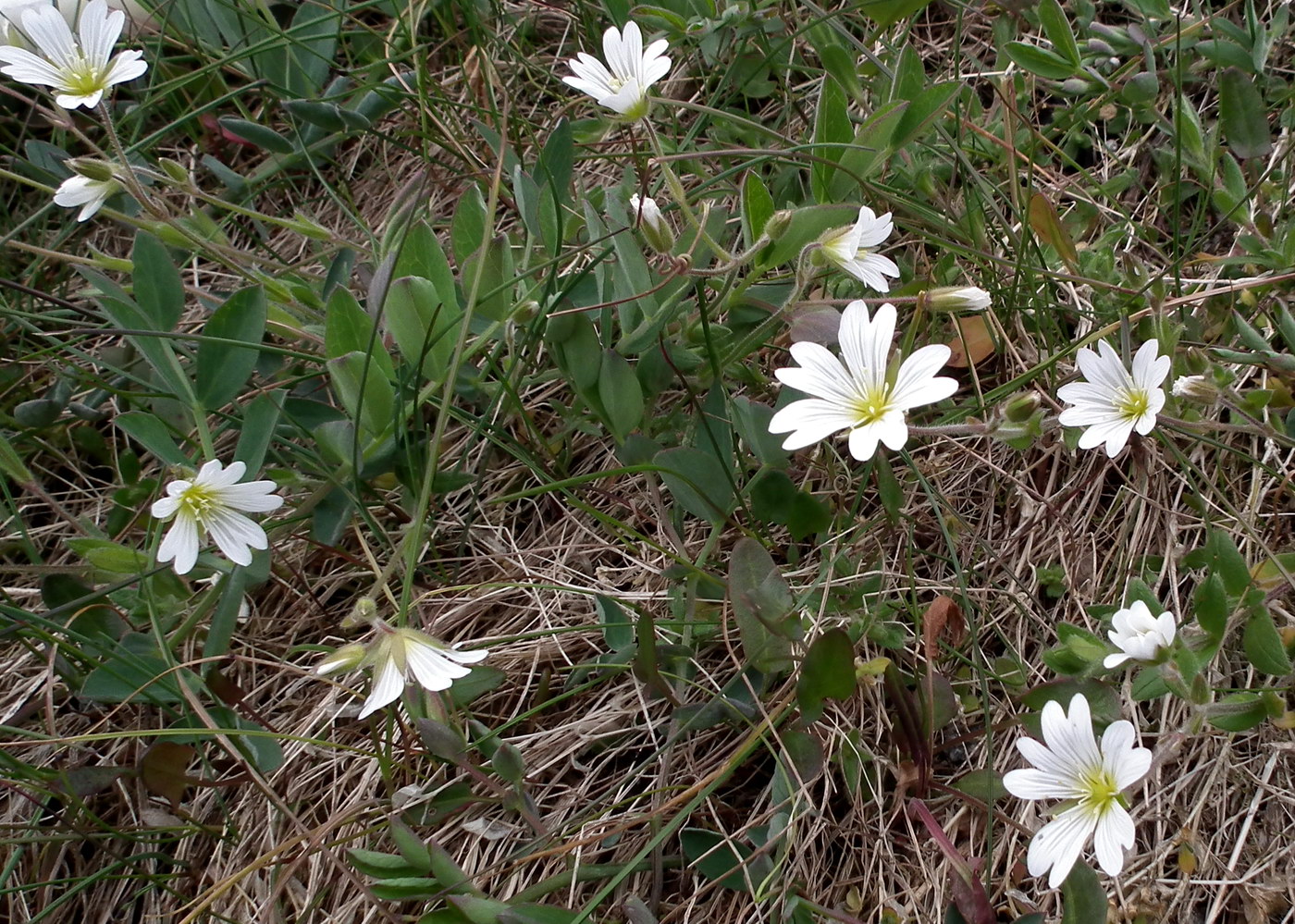 Изображение особи Cerastium alpinum.