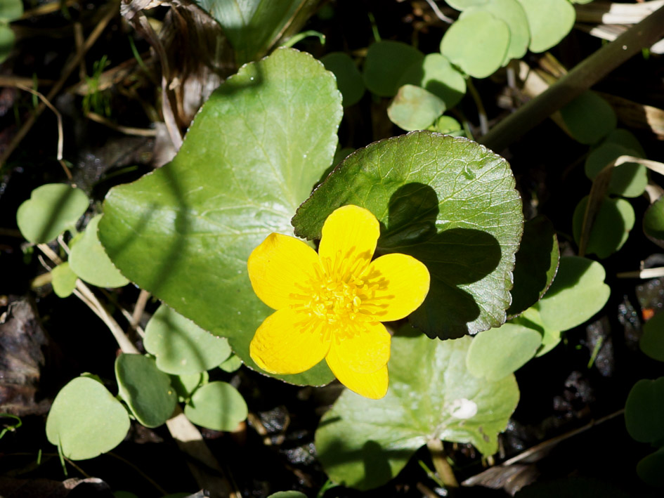 Изображение особи Caltha palustris.