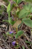 Glechoma hederacea. Верхушка цветущего растения. Татарстан, Нижнекамский р-н, окр. дер. Благодатная, лесостепной участок с чередованием степи и перелесков с преобладанием дуба. Открытый участок. 8 мая 2016 г.