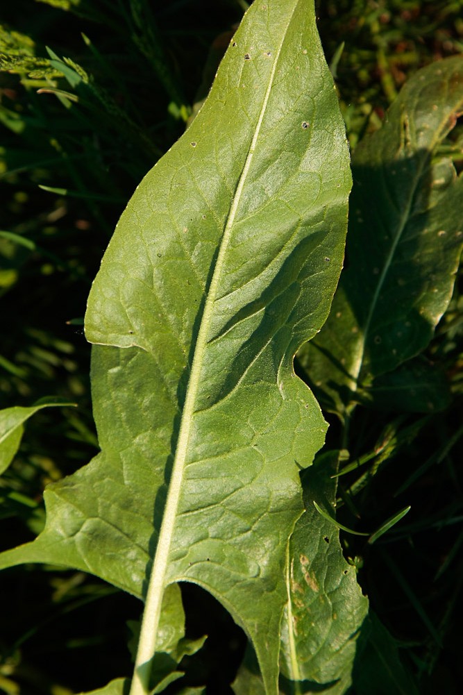 Image of Bunias orientalis specimen.