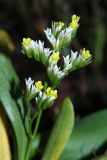 Limonium tetragonum. Соцветие. Приморский край, Шкотовский р-н, окр. с. Царёвка, на илово-песчаном участке приморской террасы. 08.09.2015.