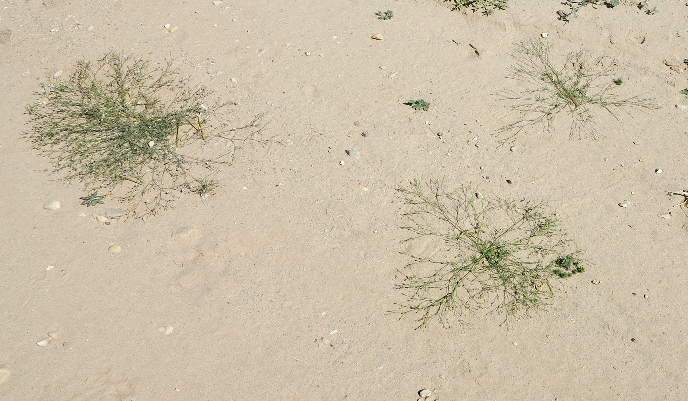 Image of Polycarpaea robbairea specimen.