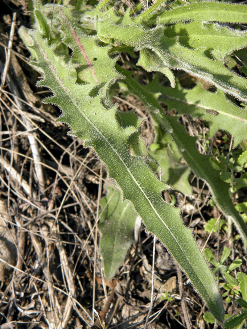 Изображение особи Leontodon biscutellifolius.