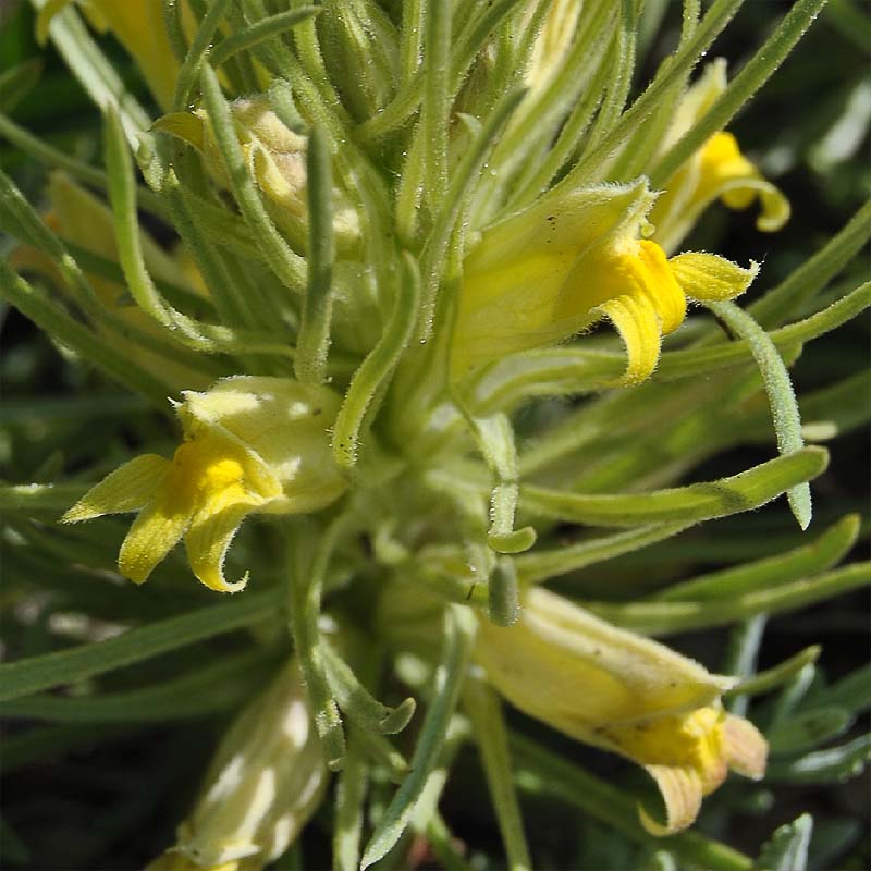 Image of Bungea trifida specimen.