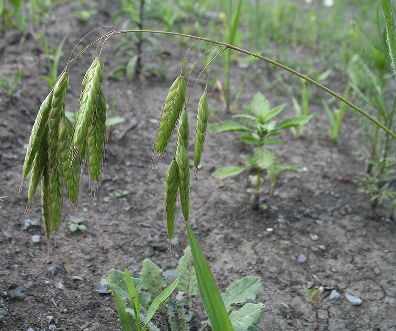 Image of Bromus squarrosus specimen.