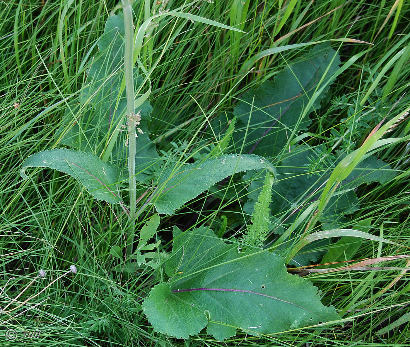 Изображение особи Salvia nutans.