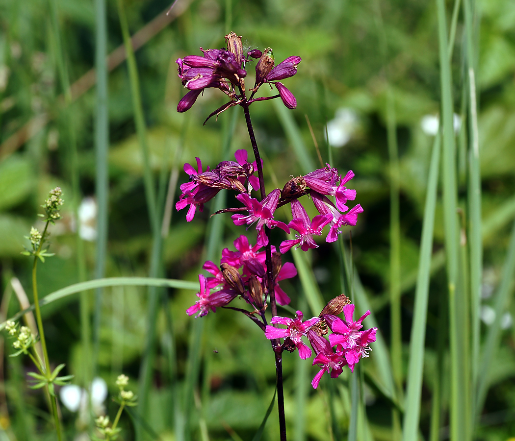 Изображение особи Viscaria vulgaris.