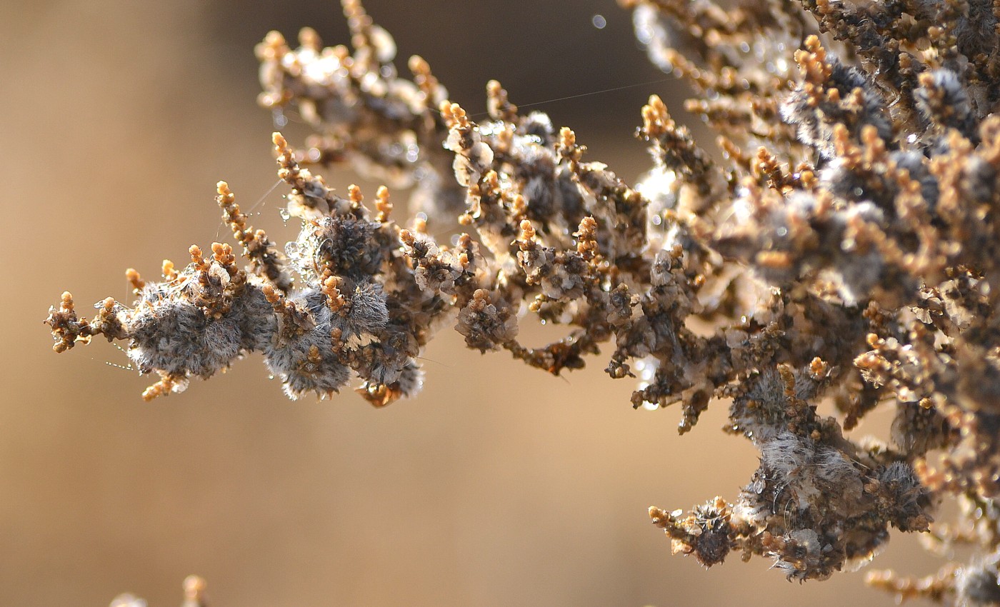 Изображение особи Salsola dendroides.