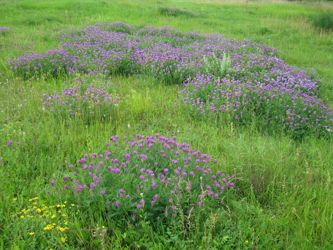 Изображение особи Astragalus onobrychis.