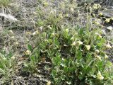 Coluria geoides. Цветущие растения. Республика Хакасия, Алтайский р-н, гора Самохвал. 7 мая 2013 г.