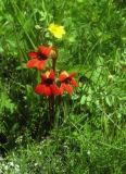 Phelypaea coccinea
