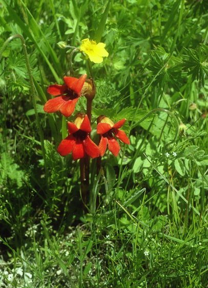 Image of Phelypaea coccinea specimen.