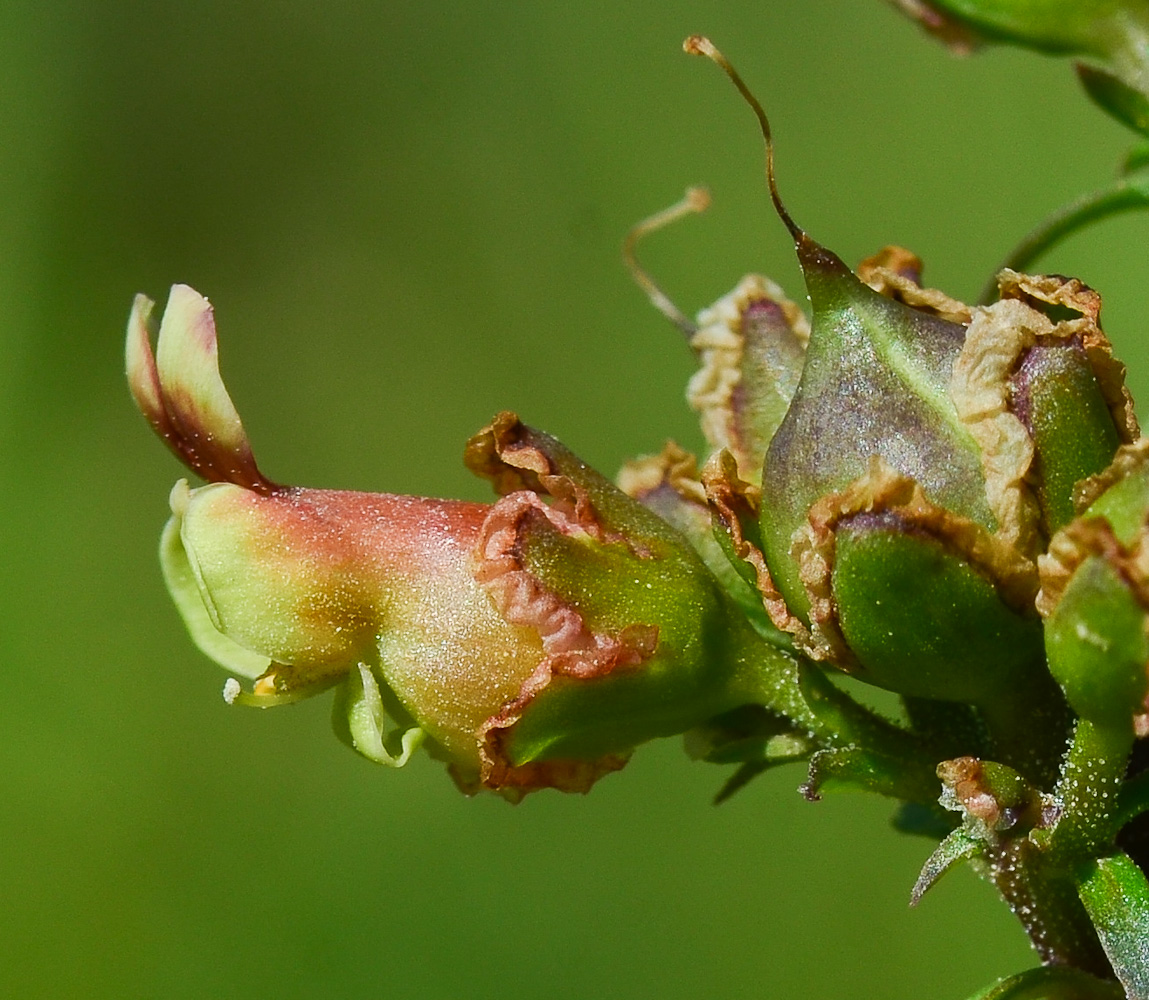 Изображение особи Scrophularia rubricaulis.