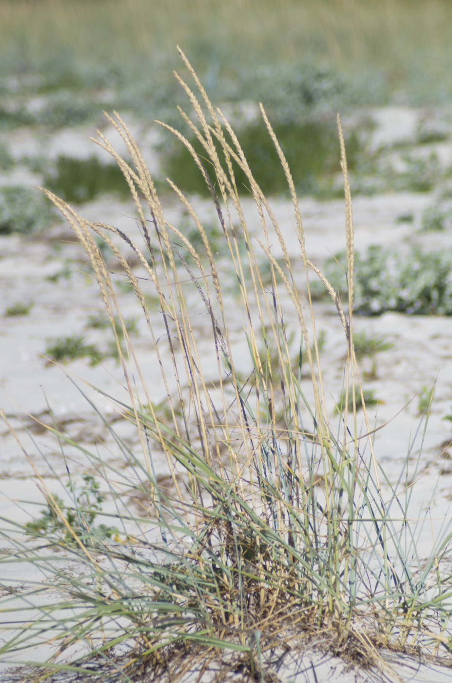 Изображение особи Leymus racemosus ssp. sabulosus.