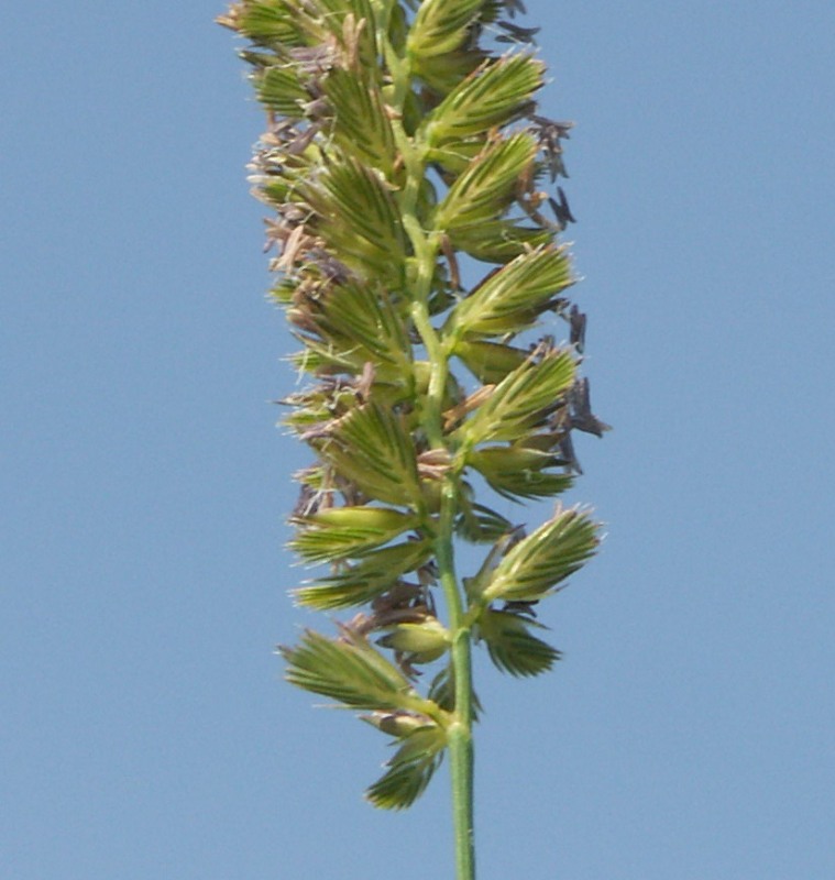 Image of Cynosurus cristatus specimen.