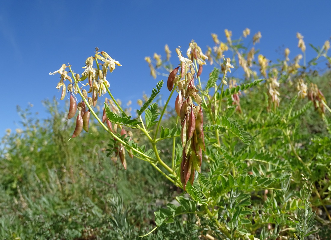 Image of Astragalus mongholicus specimen.