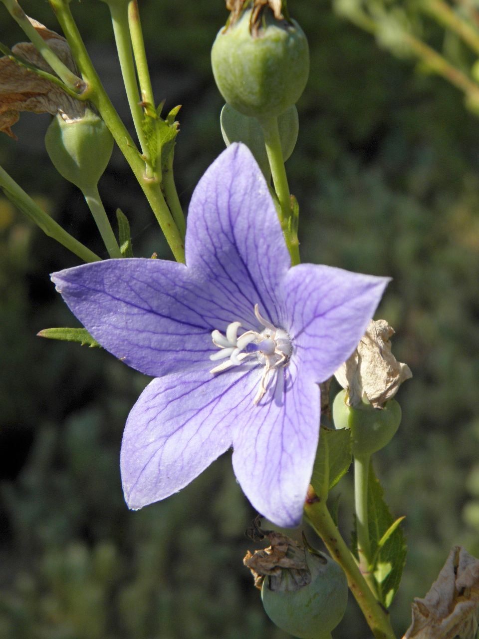 Изображение особи Platycodon grandiflorus.