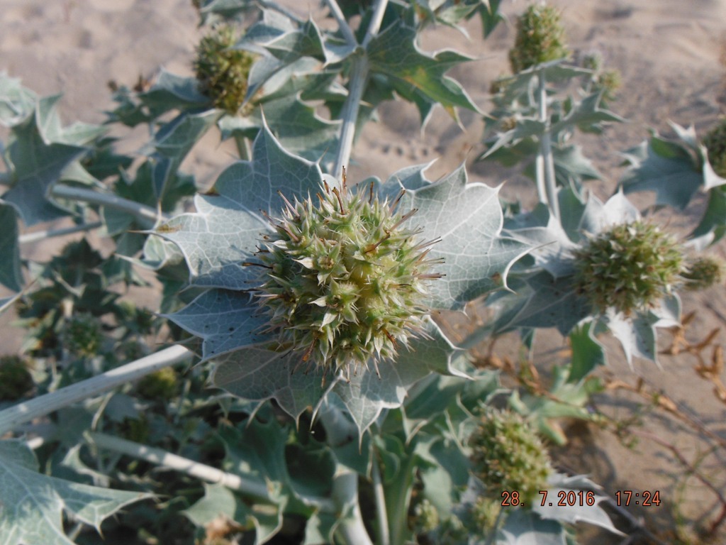 Image of Eryngium maritimum specimen.