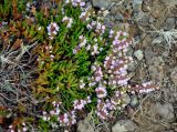 Calluna vulgaris. Верхушки побегов с соцветиями. Исландия, окр. г. Кефлавик, бровка обрывистого склона к морю. 31.07.2016.