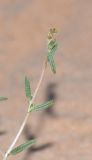 Helianthemum lippii