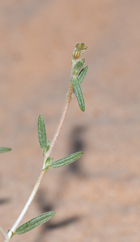 Image of Helianthemum lippii specimen.