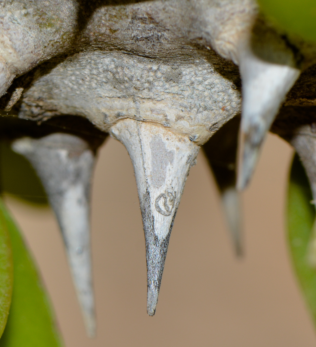 Image of Alluaudia ascendens specimen.