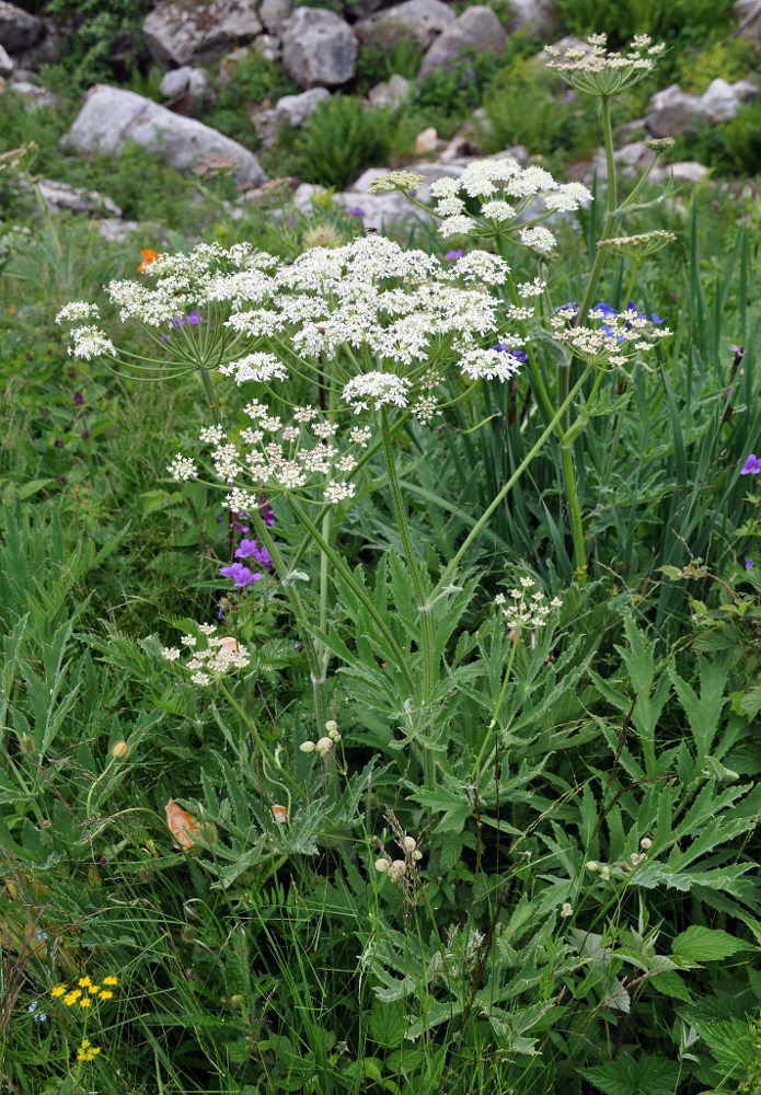 Изображение особи Heracleum freynianum.