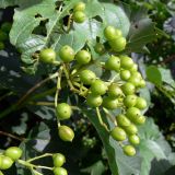 Viburnum opulus. Незрелое соплодие. Амурская обл., Бурейский р-н, с. Виноградовка, в культуре. 15.07.2016.