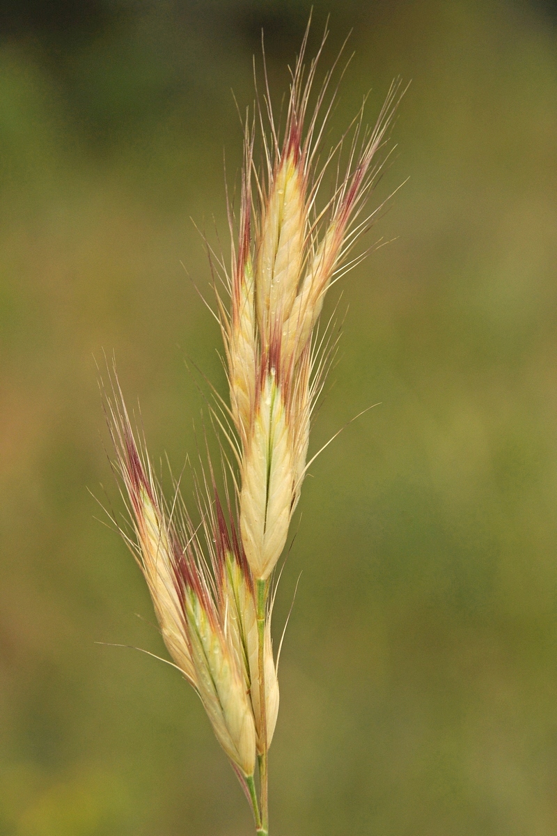 Изображение особи Bromus danthoniae.