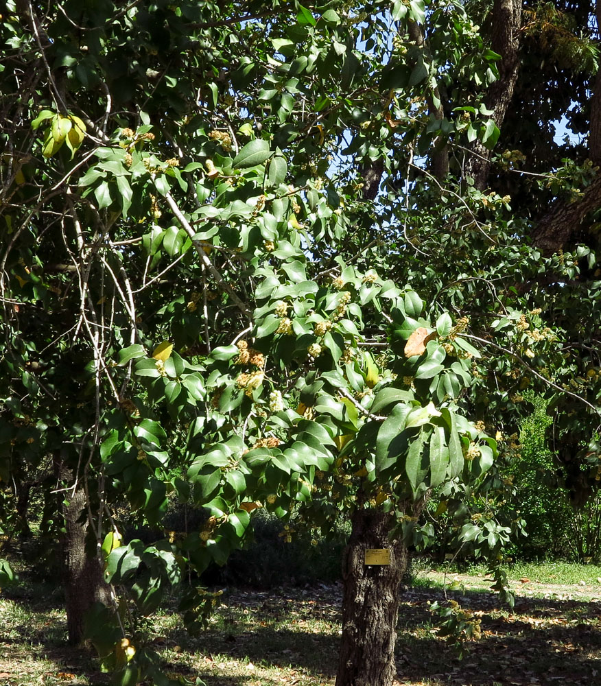 Изображение особи Lauro-cerasus lyonii.