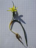 Image of taxon representative. Author is Илья Турбанов