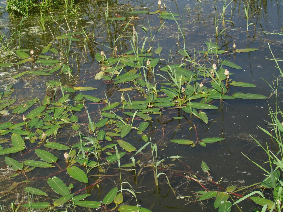 Изображение особи Persicaria amphibia.